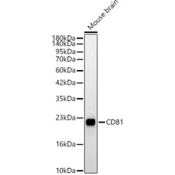 CD81 Rabbit pAb