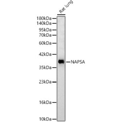 NAPSA Rabbit pAb