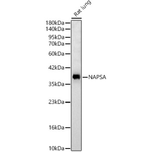 NAPSA Rabbit pAb