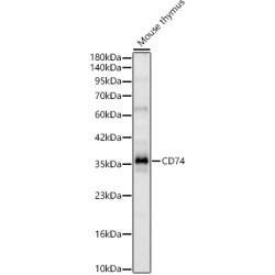 CD74 Rabbit pAb