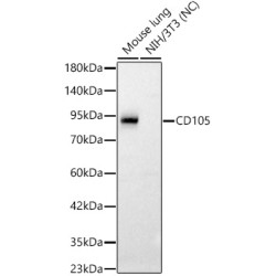 CD105 Rabbit pAb