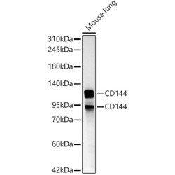CD144 Rabbit pAb
