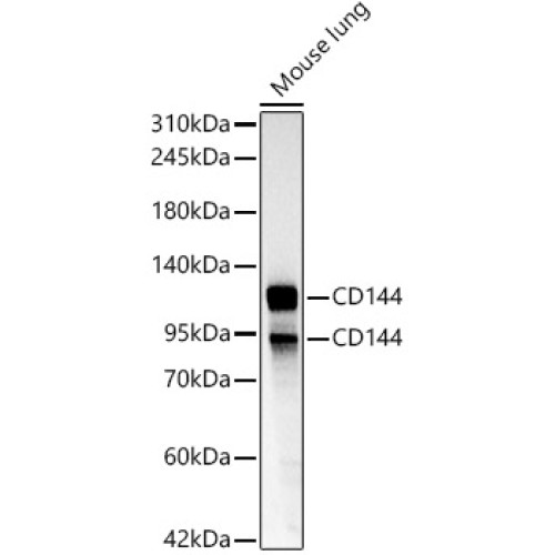 CD144 Rabbit pAb