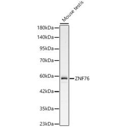 ZNF76 Rabbit pAb