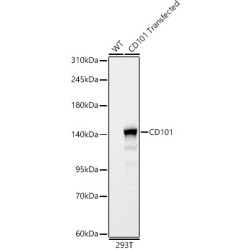 CD101 Rabbit pAb