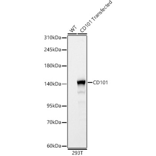 CD101 Rabbit pAb