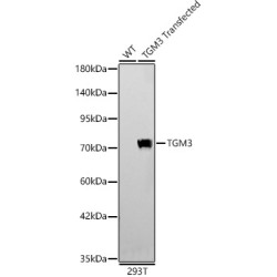 TGM3 Rabbit pAb