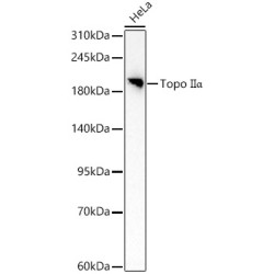 Topo IIα  Rabbit pAb