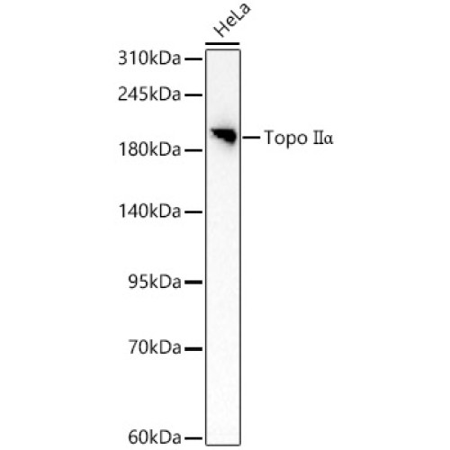 Topo IIα  Rabbit pAb