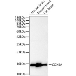 [KO Validated] COX5A Rabbit pAb