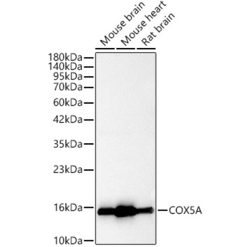 [KO Validated] COX5A Rabbit pAb