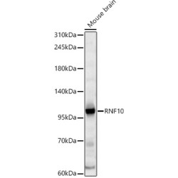 RNF10 Rabbit pAb