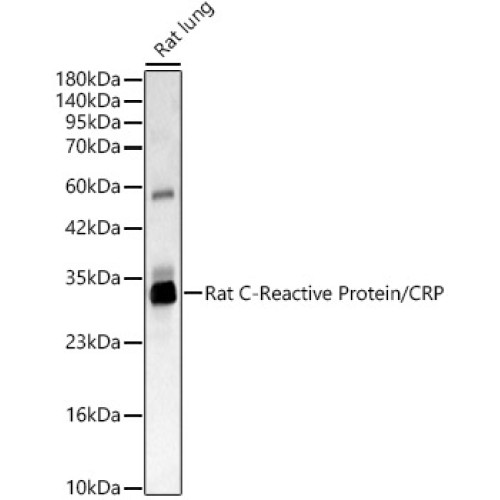 Rat C-Reactive Protein/CRP Rabbit pAb