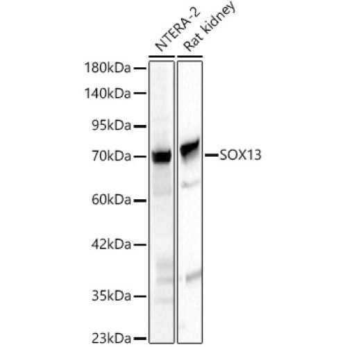 SOX13 Rabbit pAb