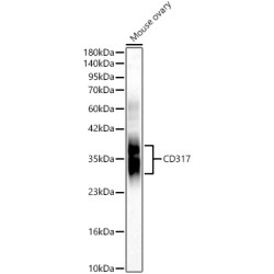 CD317 Rabbit pAb