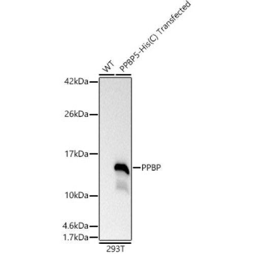 PPBP Rabbit pAb