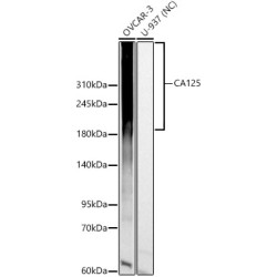 CA125 Rabbit pAb