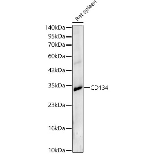CD134 Rabbit pAb