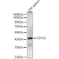 CD132 Rabbit pAb