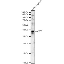 CD53 Rabbit pAb