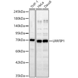 LRRFIP1 Rabbit pAb