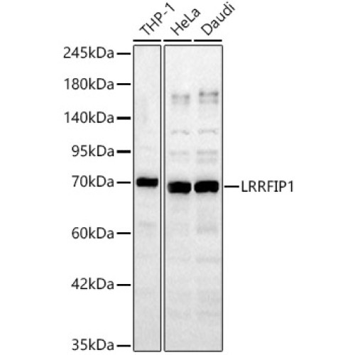 LRRFIP1 Rabbit pAb