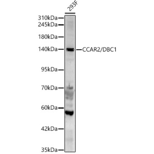 CCAR2/DBC1 Rabbit pAb