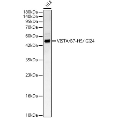 VISTA / B7-H5 / GI24 Rabbit pAb