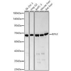 RPN1 Rabbit pAb