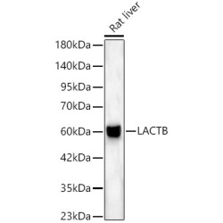 LACTB Rabbit pAb