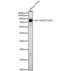 B7-H4 / B7S1 / B7x Rabbit pAb