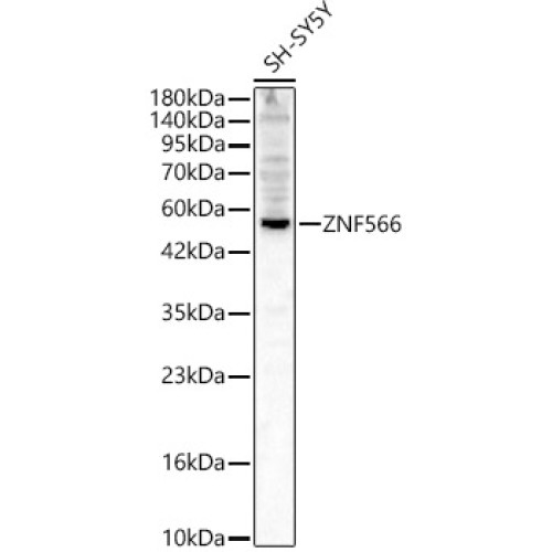 ZNF566 Rabbit pAb