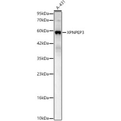 XPNPEP3 Rabbit pAb