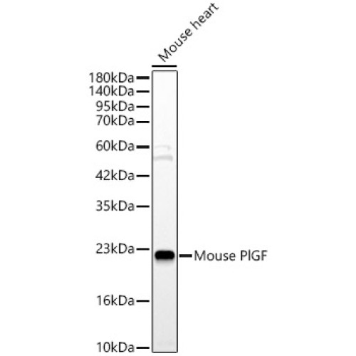 Mouse PlGF Rabbit pAb