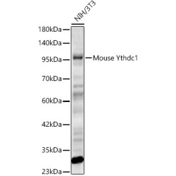 Mouse Ythdc1 Rabbit pAb
