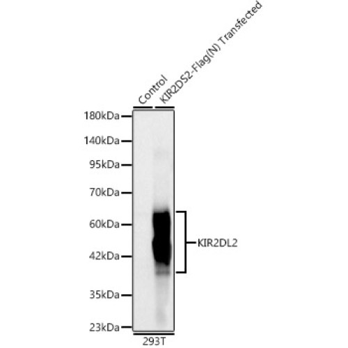 KIR2DL2/KIR2DL3 Rabbit mAb