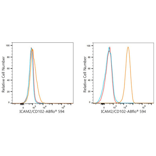 ABflo® 594 Rabbit anti-Human CD102/ICAM-2 mAb