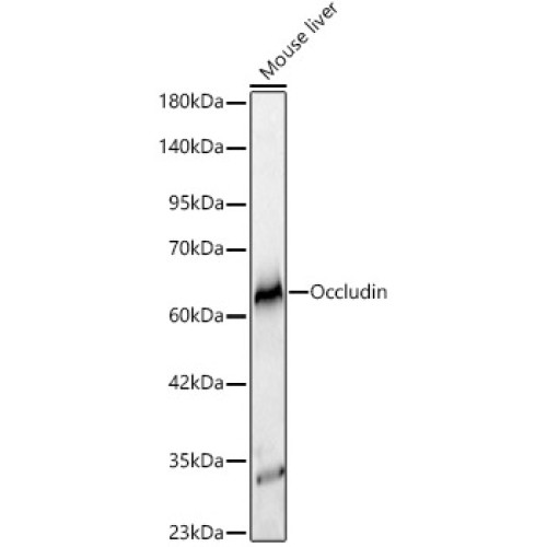 Occludin Rabbit mAb