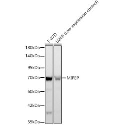 MIPEP Rabbit mAb