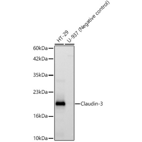 Claudin-3 Rabbit mAb