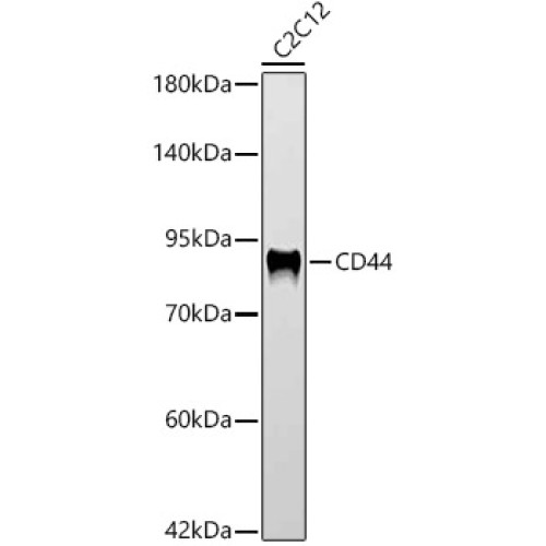 CD44 Rabbit mAb