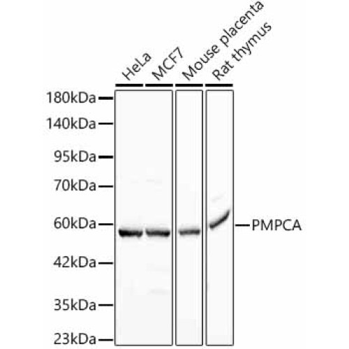 PMPCA Rabbit mAb