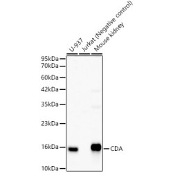 CDA Rabbit mAb