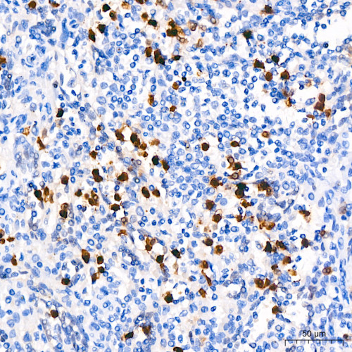 CDA Rabbit mAb