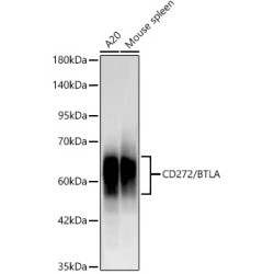 CD272/BTLA Rabbit mAb