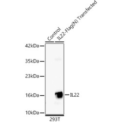IL22 Rabbit mAb
