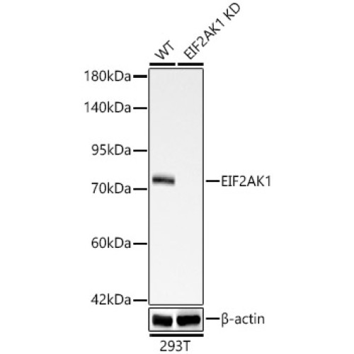 [KD Validated] EIF2AK1 Rabbit mAb
