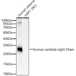Human Lambda Light Chain Rabbit mAb