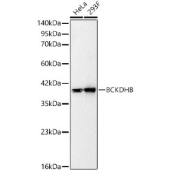 BCKDHB Rabbit mAb