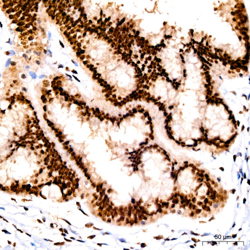 c-Fos Rabbit mAb